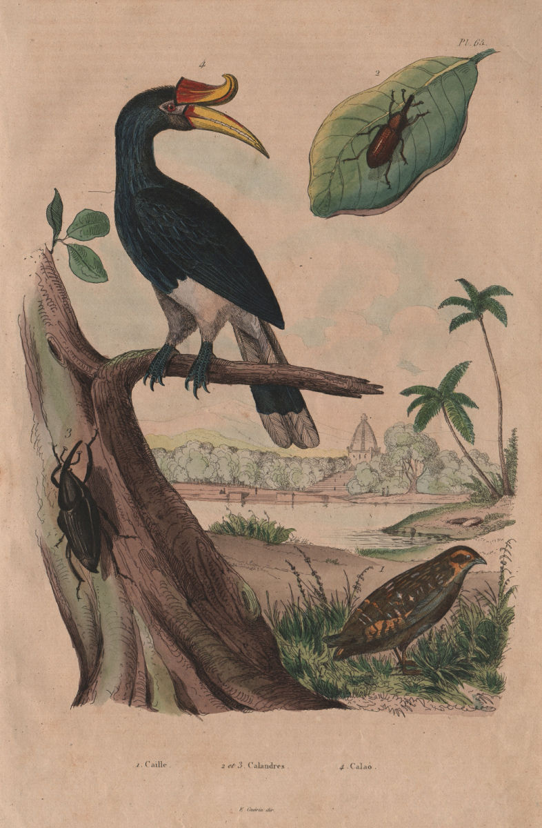 Caille (Quail). Calandre (Wheat Weevil). Calao (Rhinoceros Hornhill) 1833